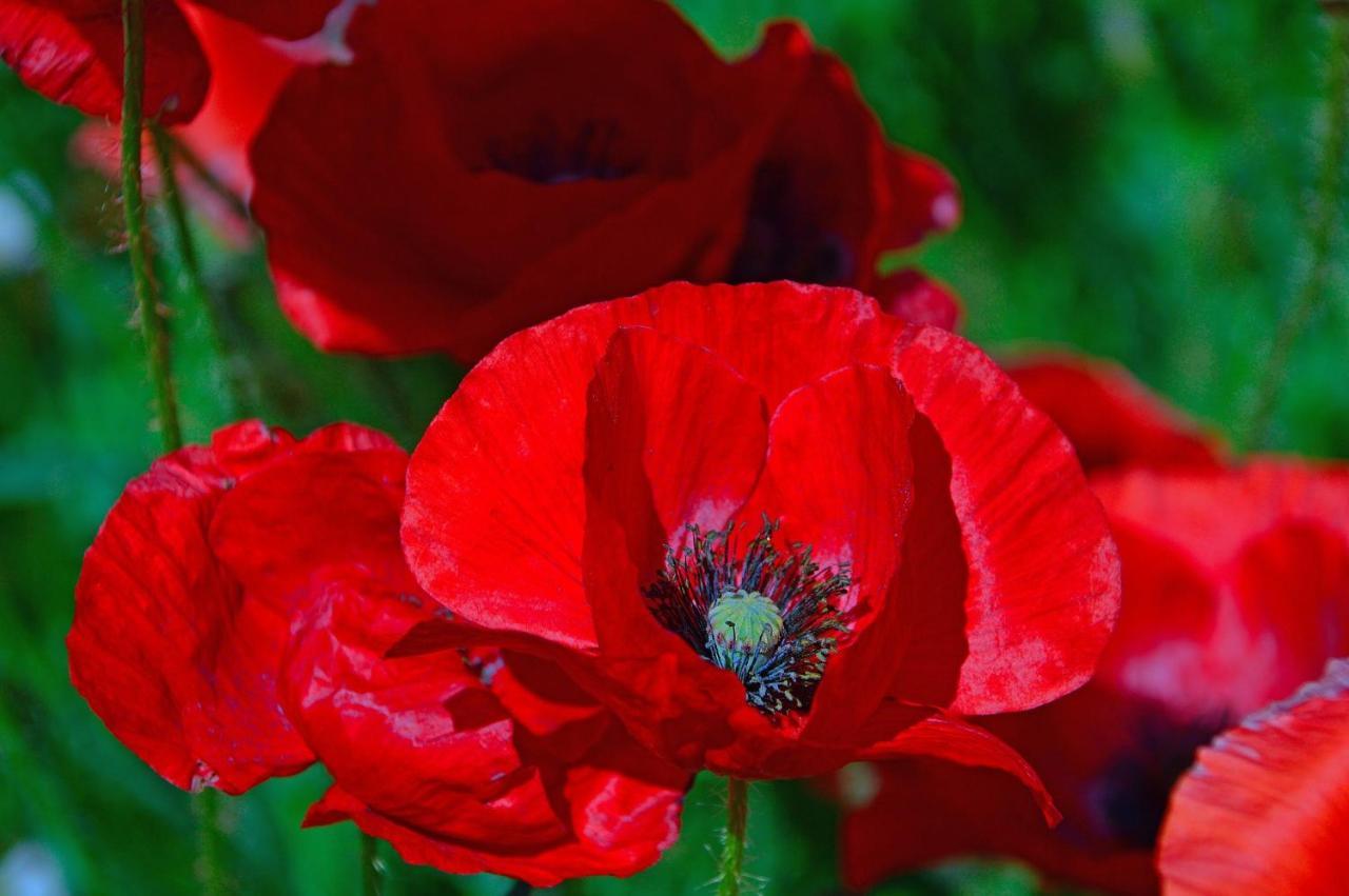 Poppy Flower Apartment Будапеща Екстериор снимка